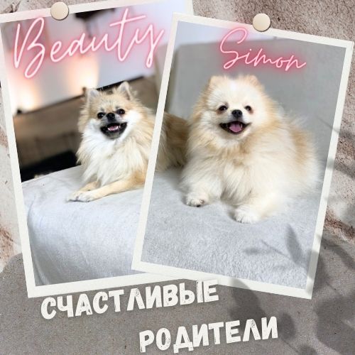 Купить шпица от красивых родителей